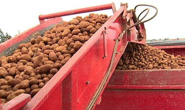 Grote aardappeloogst voorspeld in Belgie