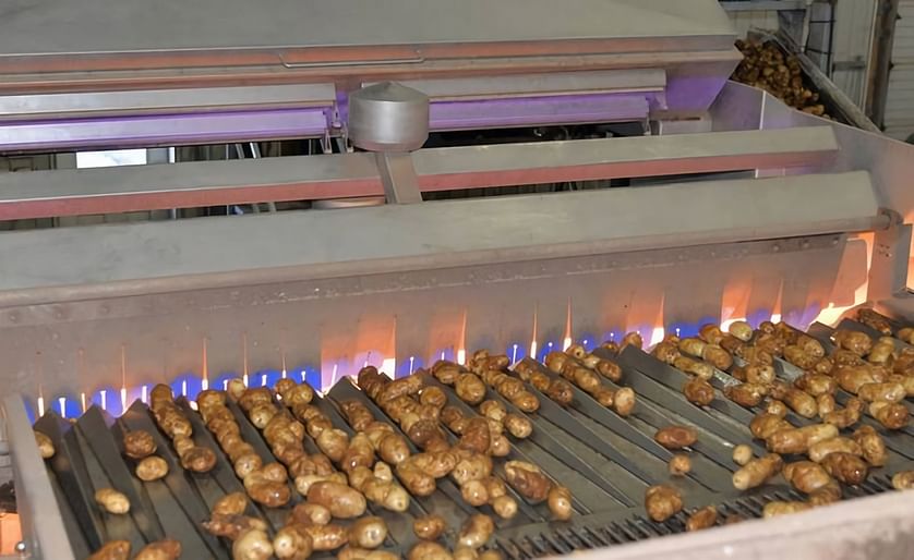 A conveyor belt takes potatoes into the $1.1 million chemical imaging machine (Insort's Sherlock Separator-2400) to be inspected for foreign objects or defects, such as surface scabs or rot.