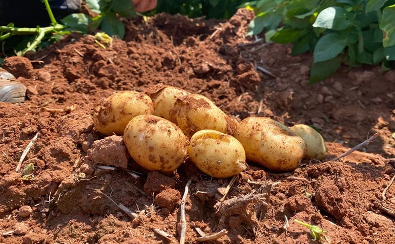The 2021 growing season went very well, particularly at this farm in North Bedeque. (Courtesy: Cody Mackay/CBC) The 2021 growing season went very well, particularly at this farm in North Bedeque. (Courtesy: Cody Mackay/CBC)
