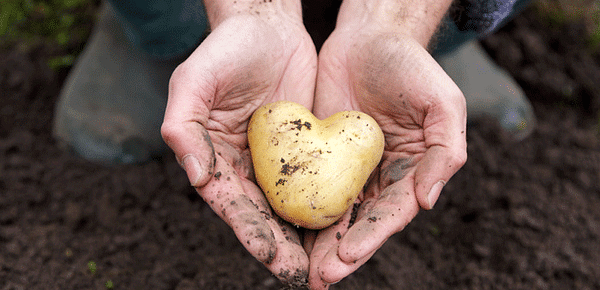 Sustainable cooperation in Brabant's potato processing industry