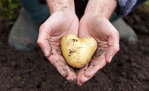 Sustainable cooperation in Brabant's potato processing industry Sustainable cooperation in Brabant's potato processing industry