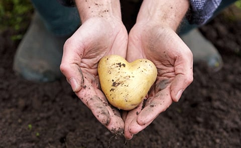 Sustainable cooperation in Brabant's potato processing industry Sustainable cooperation in Brabant's potato processing industry