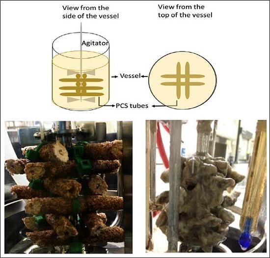 Researchers evaluated biofilm formation on the Plastic Composite Supports (PCS) in the bioreactor. A diagram of the PCS biofilm reactor and actual image of the PCS tubes on the agitator shaft before (left) and after (right) biofilm formation. When mold and yeast are allowed to form a biofilm, hyphae of the mold provide surface area for the yeasts’ attachment, improving ethanol production.