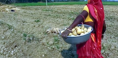Pepsico India&#039;s ownership of Potato variety FL-2027 again challenged in farmer protests