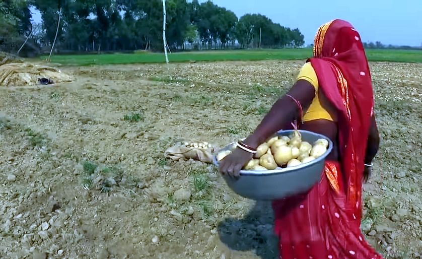 Harvesting potatoes destined for the production of chips by Pepsico India (West-Bengal)