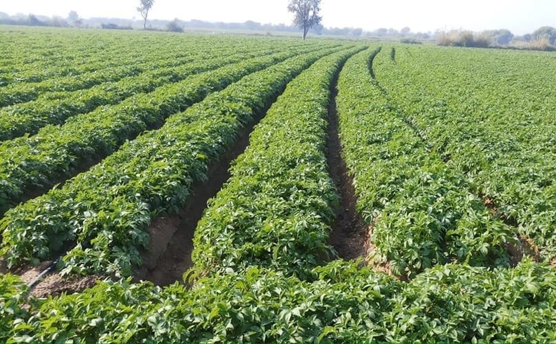 N-Drip’s gravity-powered micro-irrigation system, in the field of a potato grower supplying PepsiCo(Courtesy: N-Drip) N-Drip’s gravity-powered micro-irrigation system, in the field of a potato grower supplying PepsiCo(Courtesy: N-Drip).
