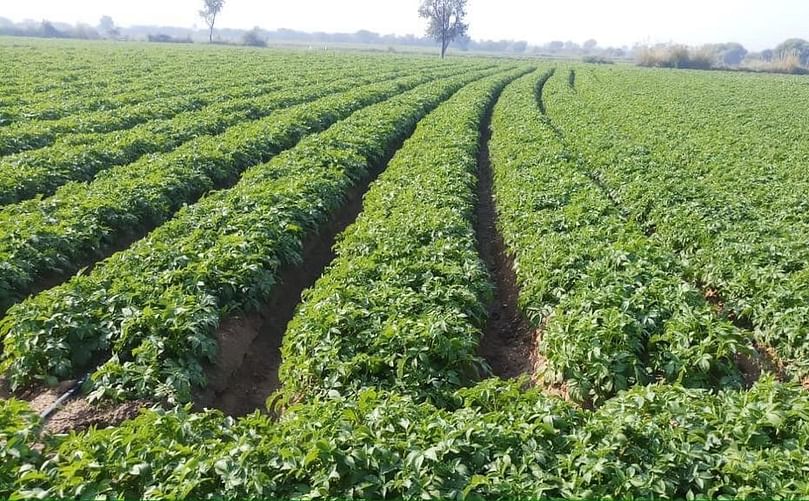 N-Drip’s gravity-powered micro-irrigation system, in the field of a potato grower supplying PepsiCo(Courtesy: N-Drip).