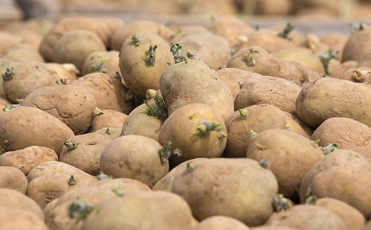 PepsiCo scraps Scottish seed potato exports to Russia. Courtesy: Tim Scrivener