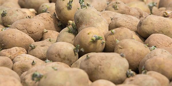 PepsiCo scraps Scottish seed potato exports to Russia