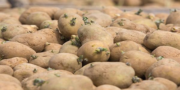 PepsiCo scraps Scottish seed potato exports to Russia