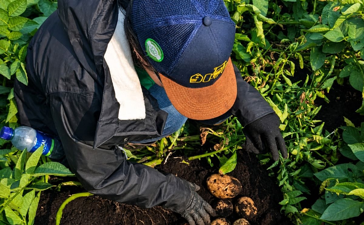 PepsiCo y Yara Colombia desarrollan un proyecto piloto en Colombia para reducir las emisiones de carbono en el cultivo de papa mediante fertilizantes producidos con energía renovable