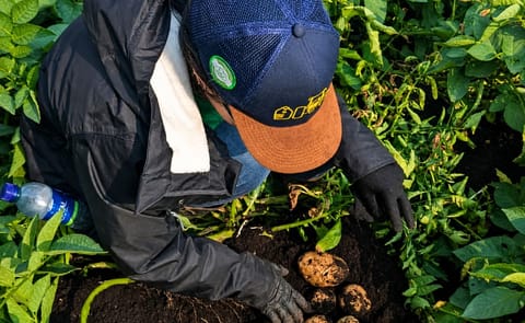 PepsiCo y Yara Colombia desarrollan un proyecto piloto en Colombia para reducir las emisiones de carbono en el cultivo de papa mediante fertilizantes producidos con energía renovable PepsiCo y Yara Colombia desarrollan un proyecto piloto en Colombia para reducir las emisiones de carbono en el cultivo de papa mediante fertilizantes producidos con energía renovable
