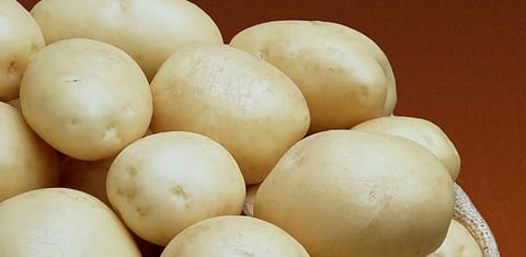 New potato varieties for Spain and Portugal