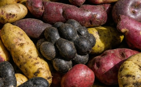 Perú: La Provincia de Huanuco exportaría papa al Brasil Perú: La Provincia de Huanuco exportaría papa al Brasil