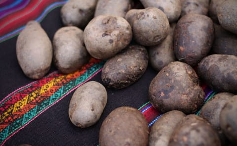 Perú: PepsiCo invertirá en almacenes de papa Perú: PepsiCo invertirá en almacenes de papa