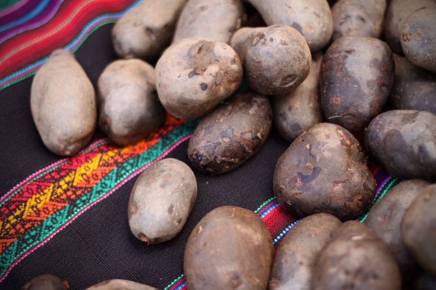 Perú: Papa “Kawsay” ingresó comercialmente al mercado