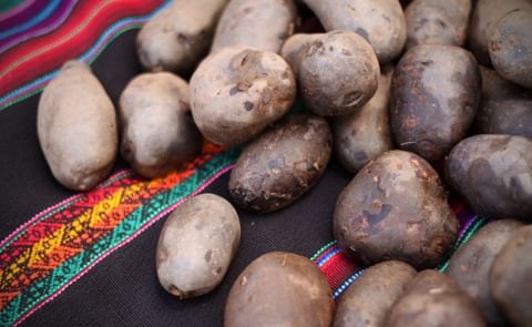 Perú: Papa “Kawsay” ingresó comercialmente al mercado Perú: Papa “Kawsay” ingresó comercialmente al mercado