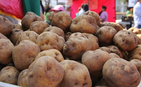 Perú: PepsiCo invertirá en almacenes de papa Perú: PepsiCo invertirá en almacenes de papa
