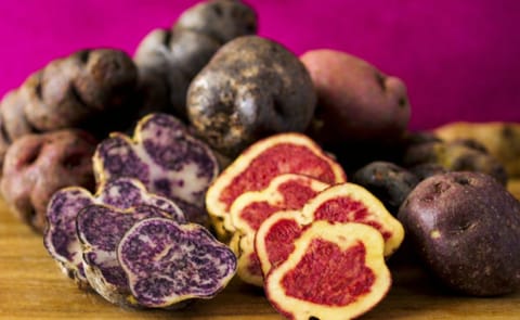 Perú: Un productor presentó 200 variedades de papa nativa Perú: Un productor presentó 200 variedades de papa nativa