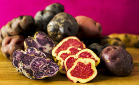 Perú: Un productor presentó 200 variedades de papa nativa Perú: Un productor presentó 200 variedades de papa nativa