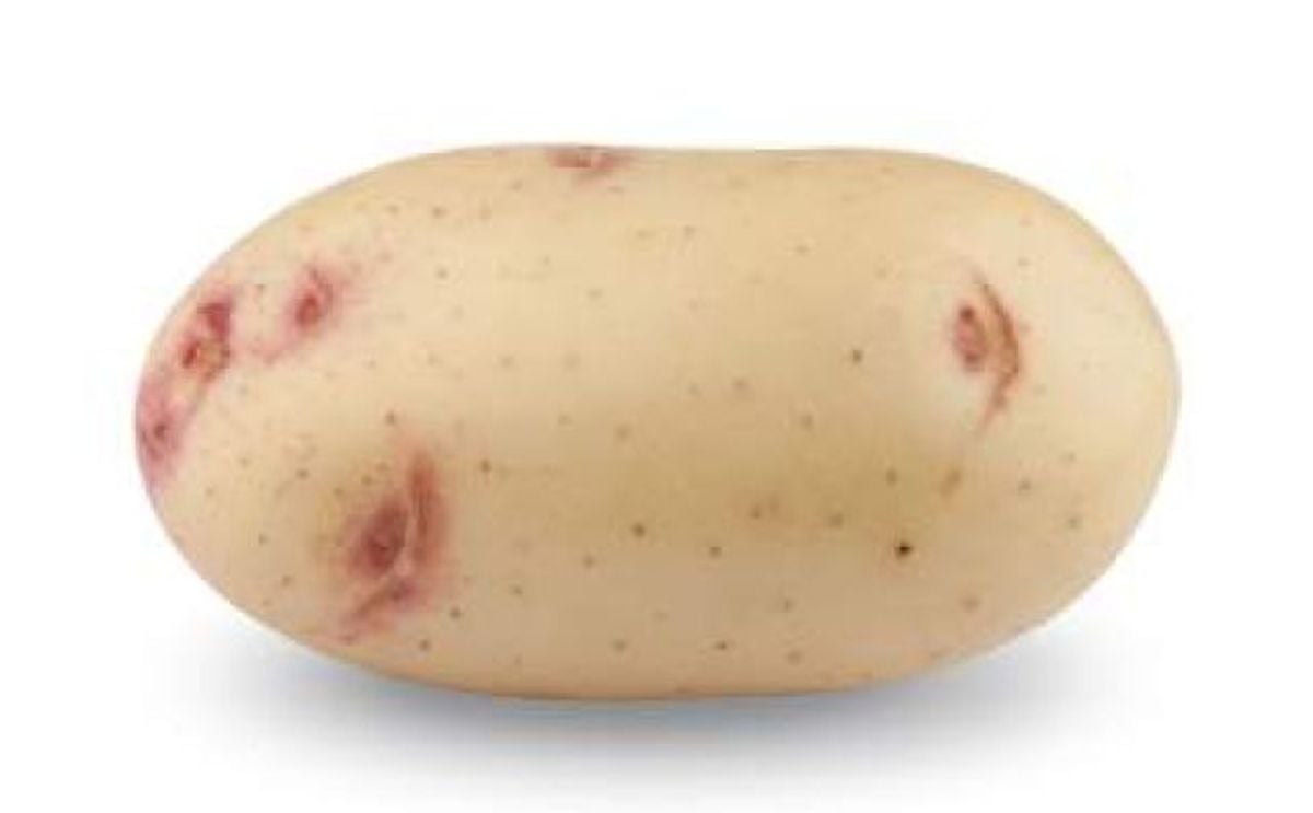 PERDIZ