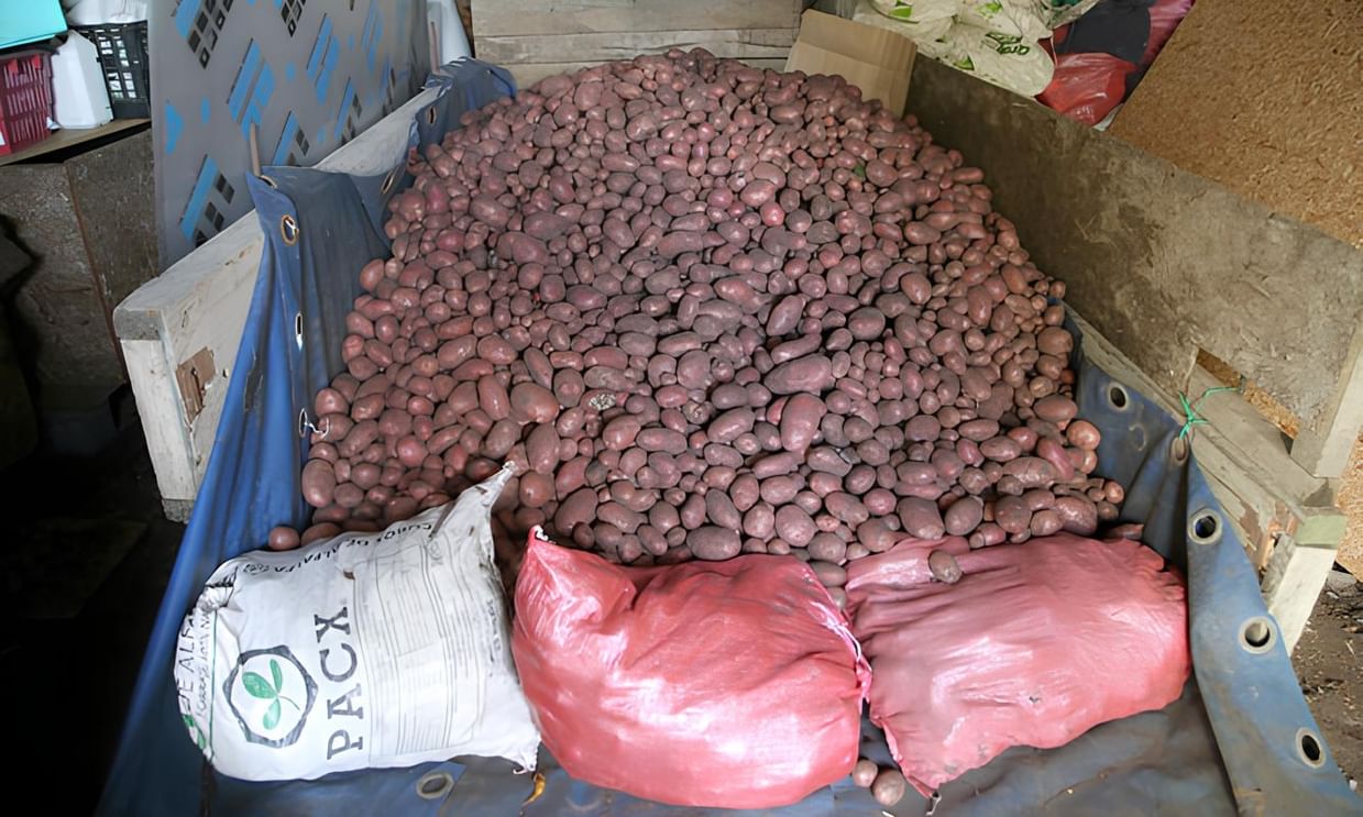 Chile: producción y distribución gratuita de semilla certificada