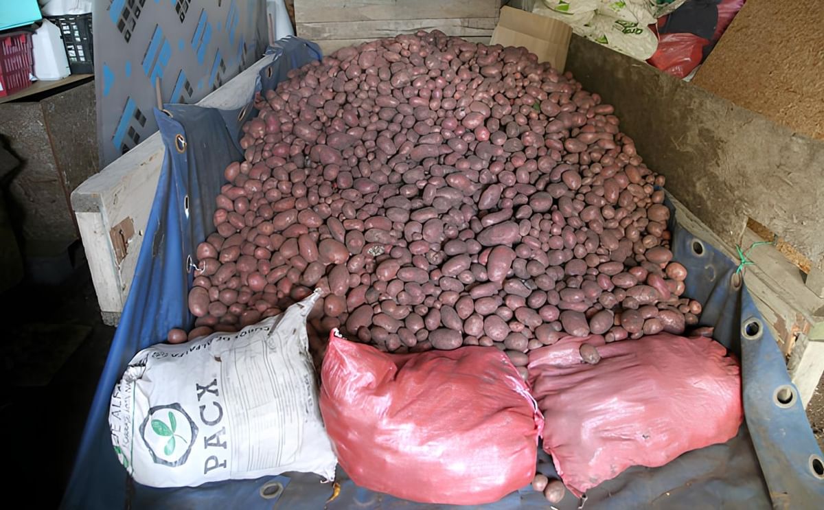 Magallanes impulsa la soberanía alimentaria con distribución gratuita de semilla certificada de papa y nuevas infraestructuras productivas. Magallanes impulsa la soberanía alimentaria con distribución gratuita de semilla certificada de papa y nuevas infraestructuras productivas.