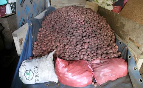 Chile: producción y distribución gratuita de semilla certificada Chile: producción y distribución gratuita de semilla certificada