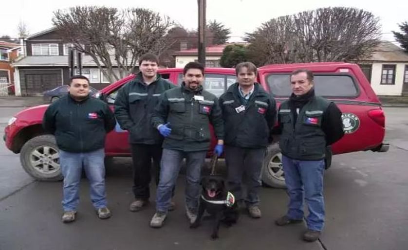 Chile: SAG dispuso la participación de perros para impedir traslado de papa consumo y/o semilla hacia área productora