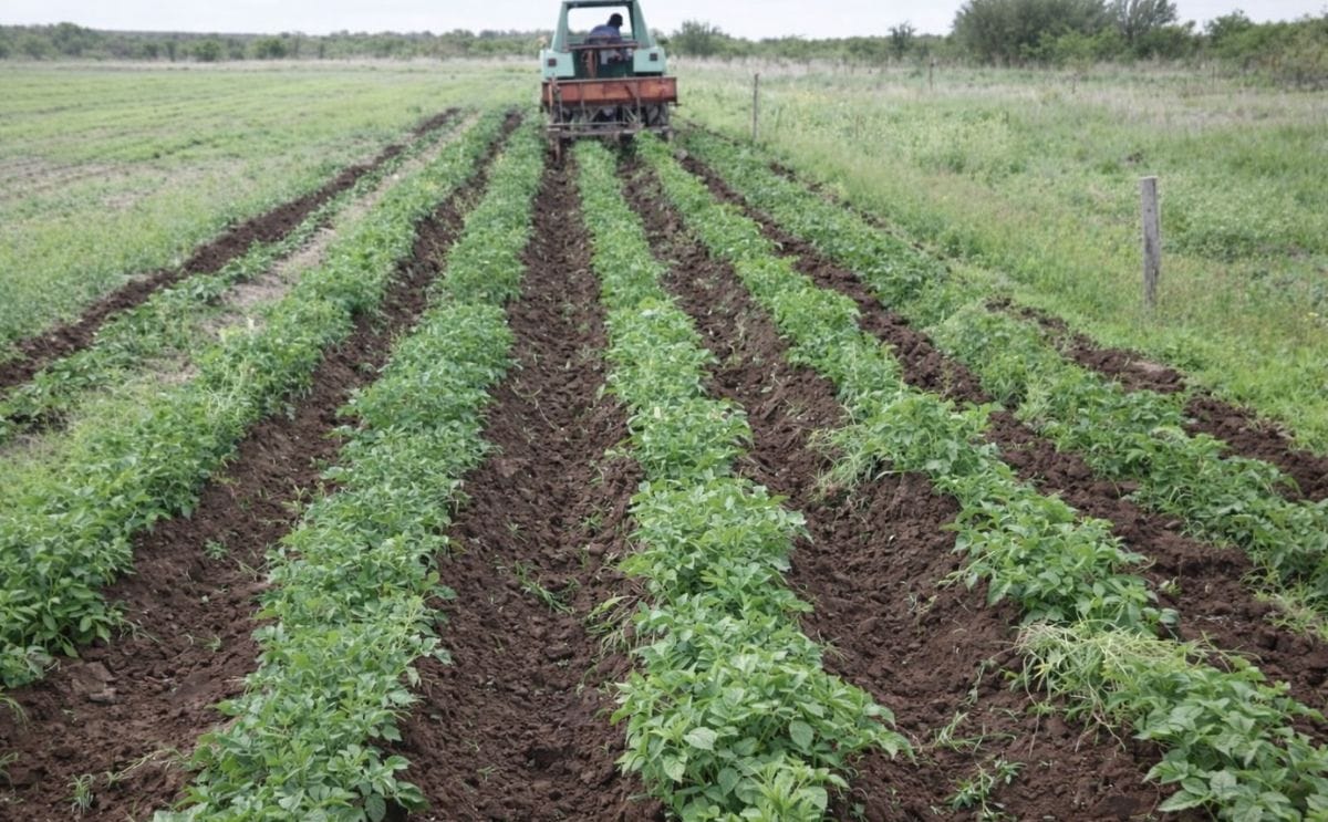 Perspectivas del cultivo de papa para exportación en Buenos Aires