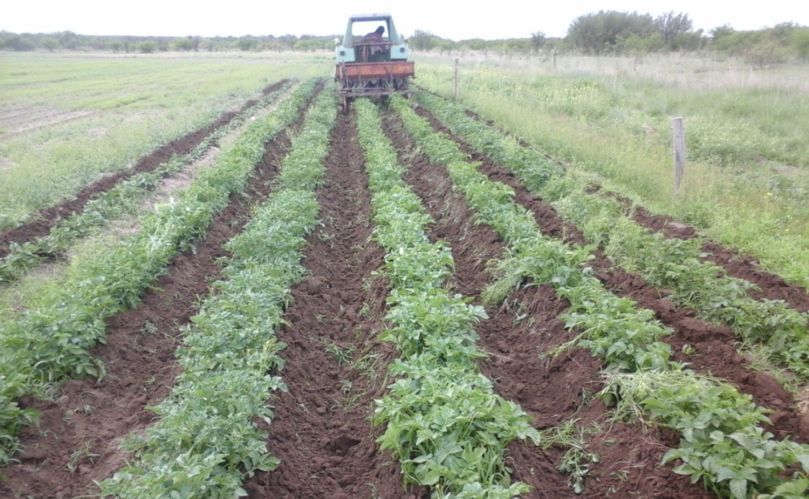 Perspectivas del cultivo de papa para exportación en Buenos Aires