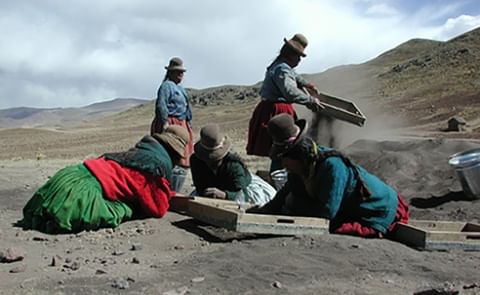 A group of villagers from Jachacachi, Peru, help excavate the site where evidence of potato domestication was found. A group of villagers from Jachacachi, Peru, help excavate the site where evidence of potato domestication was found.