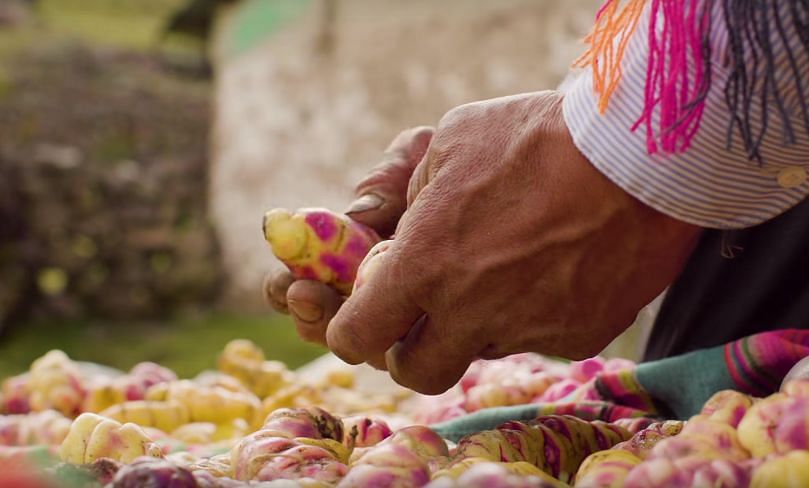 Peruano cultiva 400 variedades de papa para evitar que desaparezcan (The Great Big Story)
