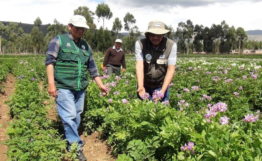 Perú: Capacitan agricultores en producción de semilla de papa