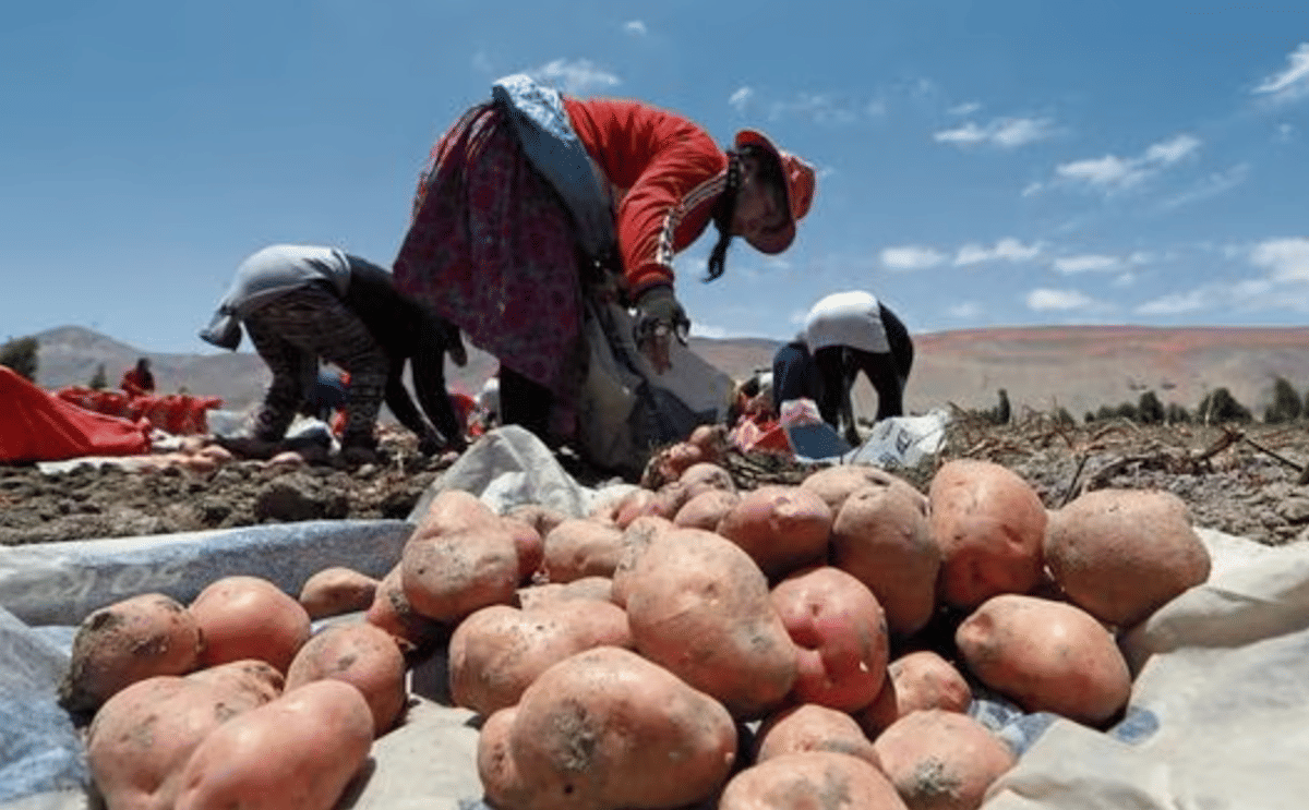 Cultivos de papa en Perú Cultivos de papa en Perú