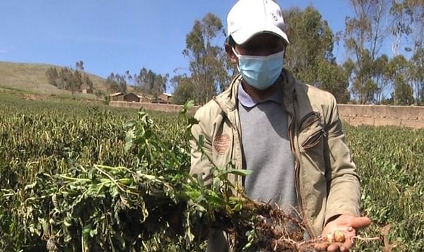 Perú: Más de 800 hectáreas de cultivos de papa afectadas por heladas en Huancavelica