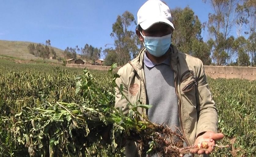 Perú: Más de 800 hectáreas de cultivos de papa afectadas por heladas en Huancavelica