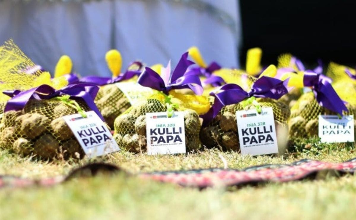 Perú lanza papa con un 30% más de hierro Perú lanza papa con un 30% más de hierro