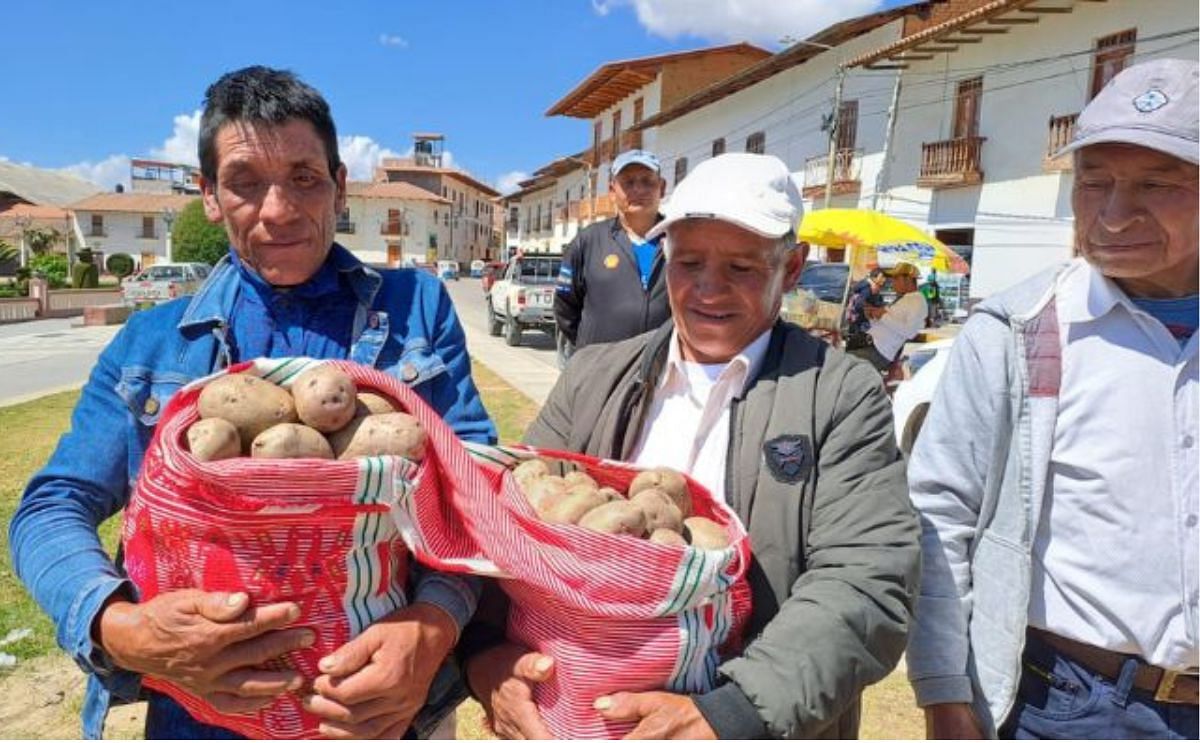 Perú: nuevas variedades, mejores rendimientos