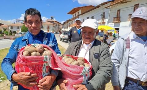 Perú: nuevas variedades, mejores rendimientos Perú: nuevas variedades, mejores rendimientos