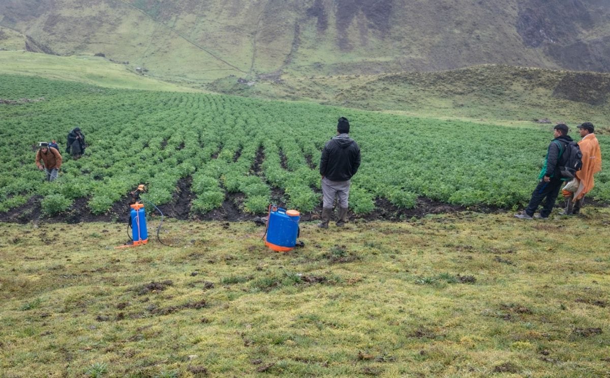 Phytosanitary control in native potato crops in Huánuco, Peru, as pests and diseases increase due to adverse climatic conditions. Phytosanitary control in native potato crops in Huánuco, Peru, as pests and diseases increase due to adverse climatic conditions.
