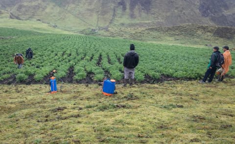 Cultivos de papa nativa en Huánuco enfrentan mayor presión de plagas y enfermedades. Cultivos de papa nativa en Huánuco enfrentan mayor presión de plagas y enfermedades.