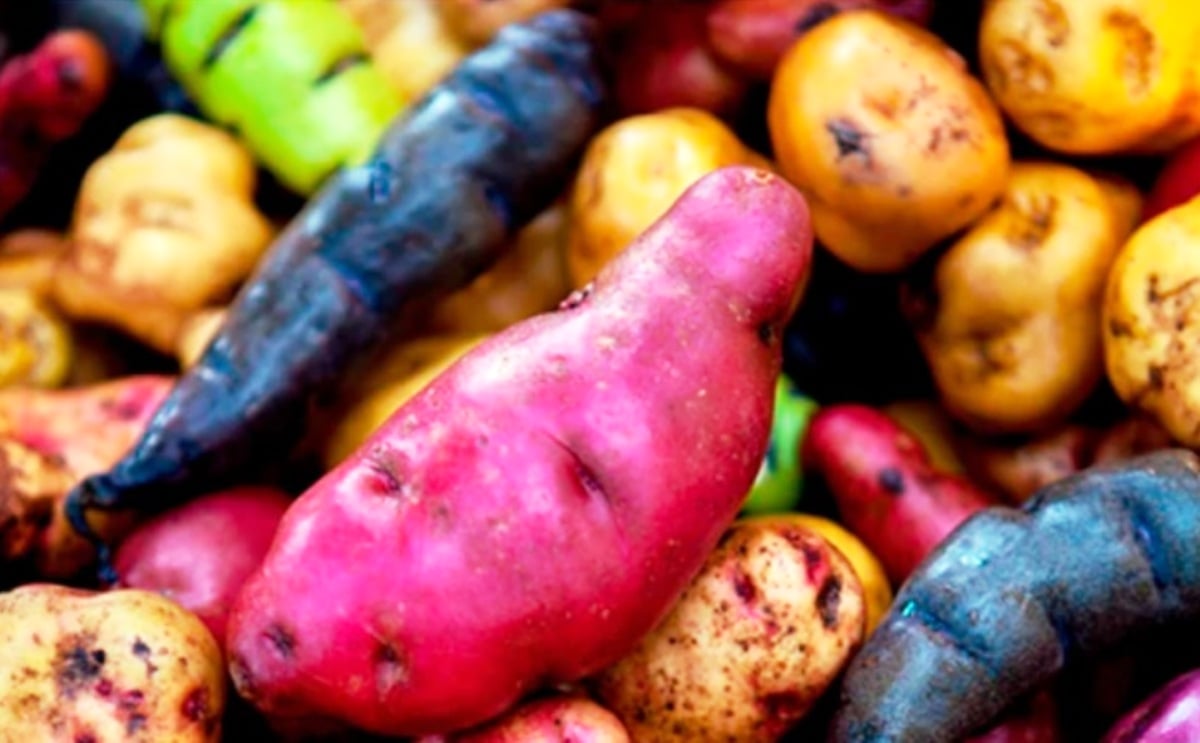 Native potatoes, the new hope for Peruvian producers Native potatoes, the new hope for Peruvian producers