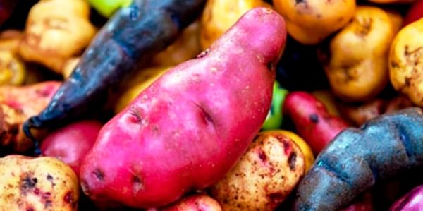 Native potatoes, the new hope for Peruvian producers