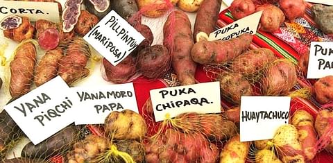 En Perú existen cuatro mil variedades de papa y hay 2300 papas endémicas.