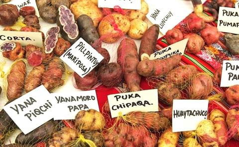 En Perú existen cuatro mil variedades de papa y hay 2300 papas endémicas. En Perú existen cuatro mil variedades de papa y hay 2300 papas endémicas.