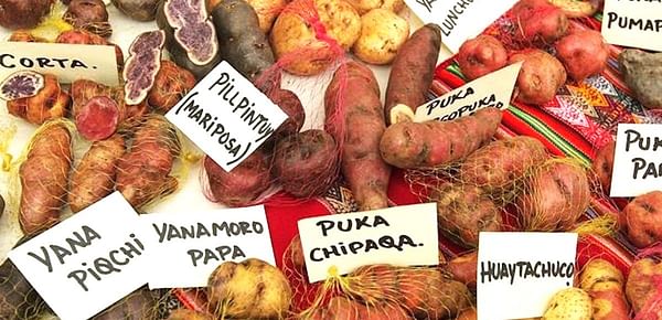 En Perú existen cuatro mil variedades de papa y hay 2300 papas endémicas.