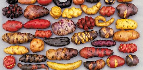 Una selección de las miles de variedades de papas nativas que crecen en Perú. (Cortesía: El Centro Internacional de la Papa)
