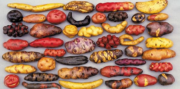 Una selección de las miles de variedades de papas nativas que crecen en Perú. (Cortesía: El Centro Internacional de la Papa)