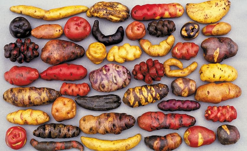 A selection of the thousands of native potato varieties that grow in Peru